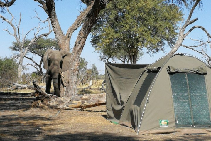 2 Day Wilderness Trail: Okavango Delta and Moremi - Camping Safari - Photo 1 of 14