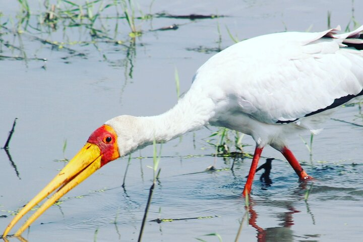 2 Nights 2days(camping in chobe national park) - Photo 1 of 6