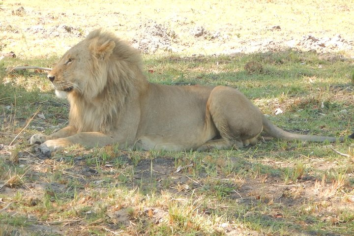 Lion resting