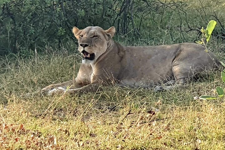 3 Day Moremi Safari - Photo 1 of 4