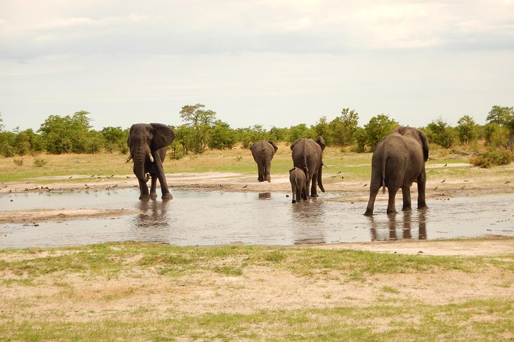 Elephants