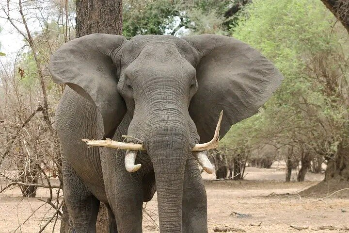 Chobe National Park
