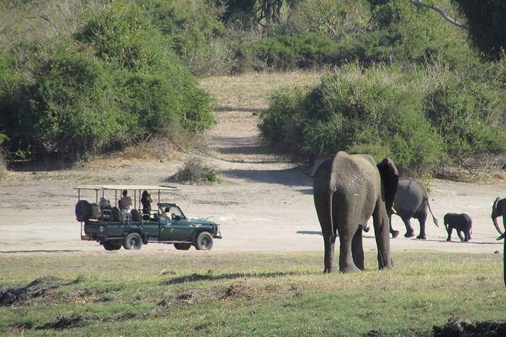 3 Hours Chobe Safari Game Drive - Photo 1 of 22