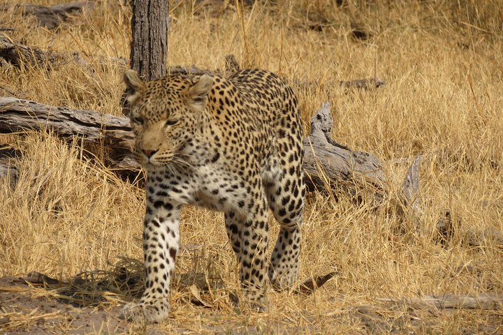 4 Days Camping Safari in Central Kalahari Game Reserve & Nxai Pan - Photo 1 of 8