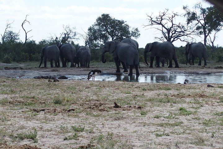 Elephants in Chobe, savuti