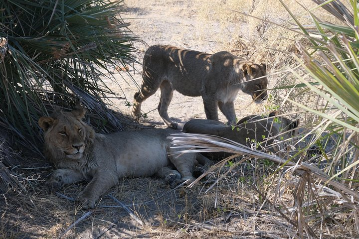 6 Day Walking Safari Botswana - Photo 1 of 6