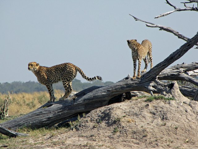  7-Day Safari Tour in Central Botswana - Photo 1 of 22