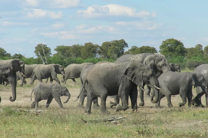 Elephants