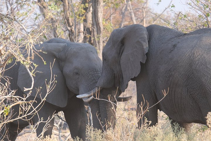 8 Day Elephant Tracking Botswana - Photo 1 of 6