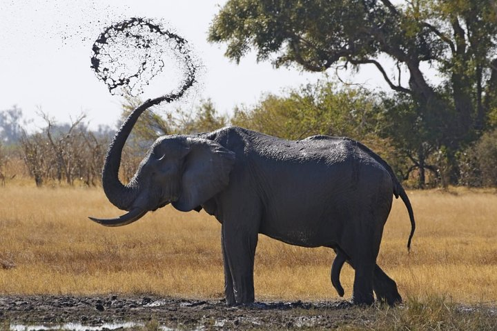 8 Day Okavango Safari - Wilderness Trail (Inner Delta & Moremi) - Photo 1 of 16