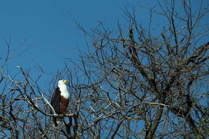 8 Day Private Botswana Camping Safari with Airport Pickup - Photo 1 of 6