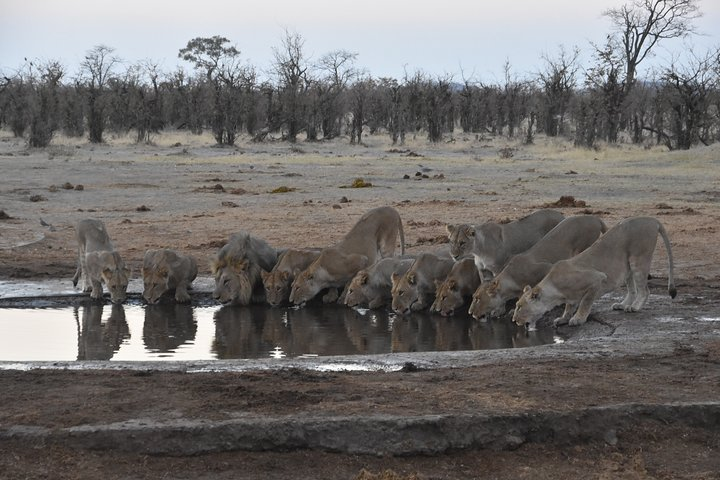 9 Day Best Of Northern Botswana & Victoria Falls - Mix of WildCamping & Lodges - Photo 1 of 25