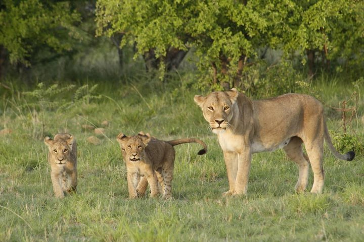 Botswana Chobe National Park Classic Safari -10 nights/11 days  - Photo 1 of 18