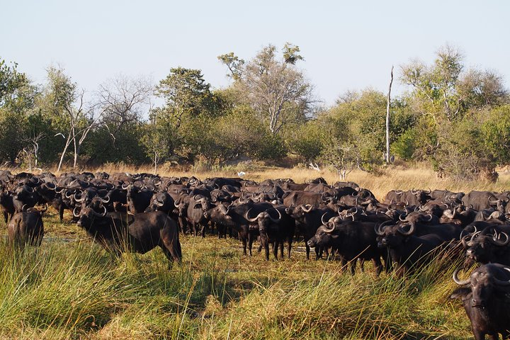 Herd of buffalos