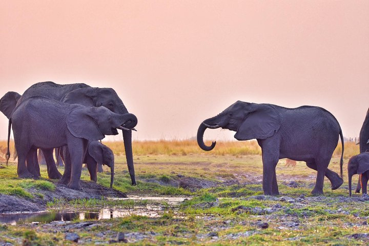 chobe 3hr sunset boat cruise - Photo 1 of 10