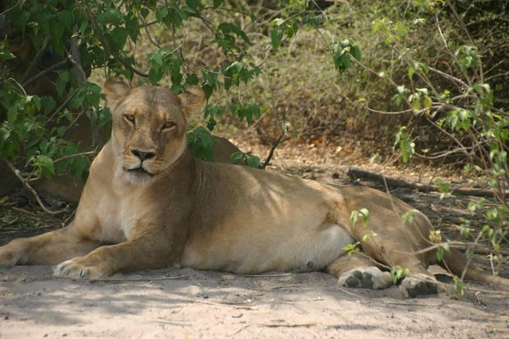 Chobe 6 Hours Game Drive - Photo 1 of 2