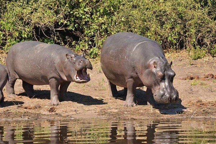 Chobe Safari