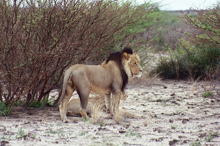 Half day Chobe game drive - Photo 1 of 4