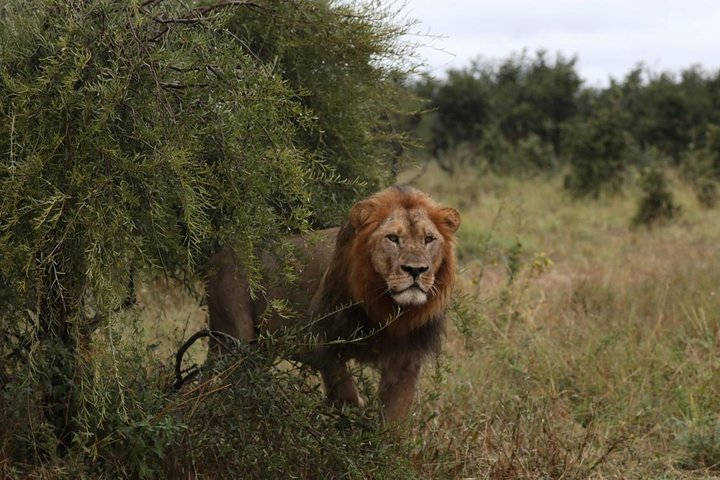 Luxury Okavango Safari - 3 Day - Photo 1 of 23