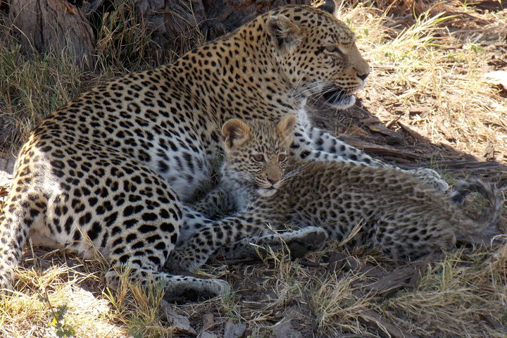 Meerkats 4 Nights 5 days Stargazing at Makgadikgadi Pans National - Photo 1 of 10