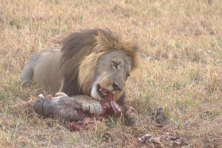 Lion in the Moremi Game Reserve