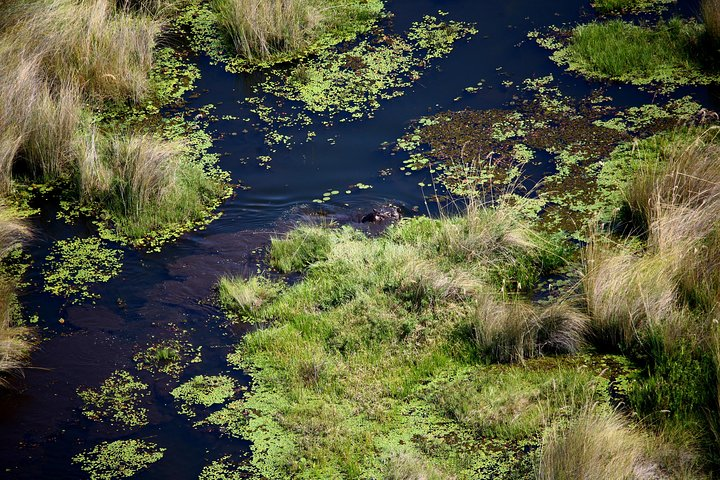 Okavango 