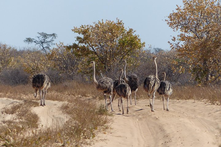 Ostriches!!
