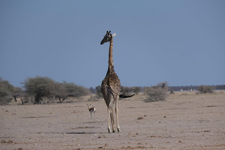 Nxai Pan Day Trip (full day) - Photo 1 of 6