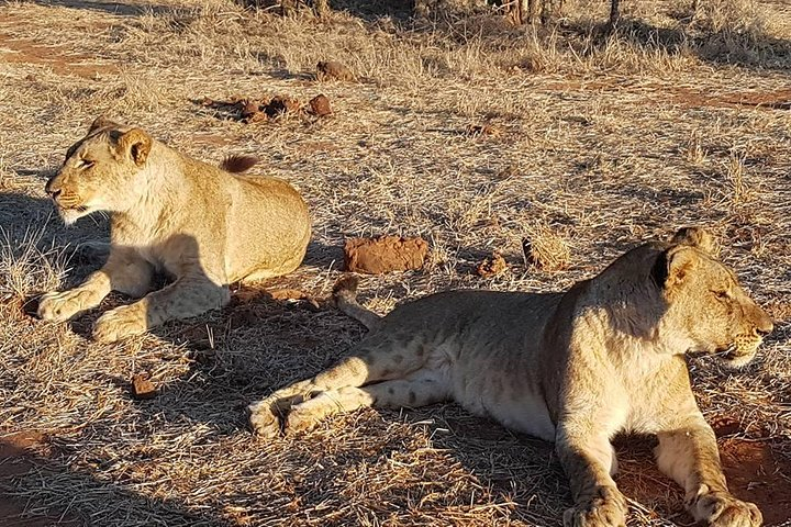 Ultimate Chobe Safari Day Trip from Victoria Falls  - Photo 1 of 8