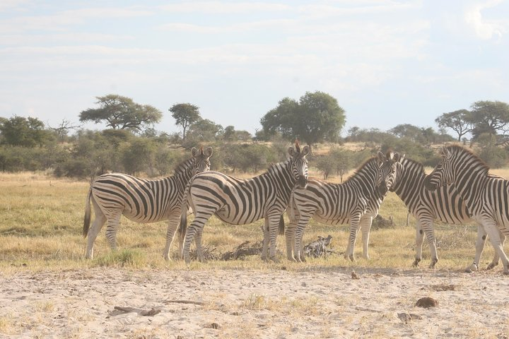 Zebra Migration