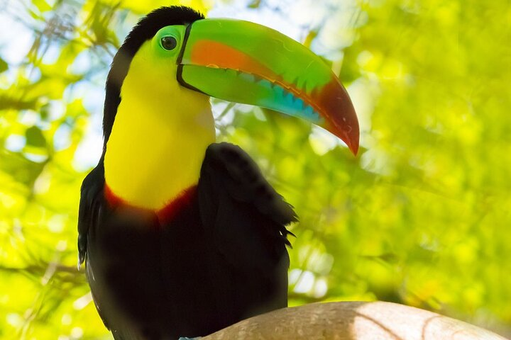 Keel Billed Toucan- National Bird of Belize 