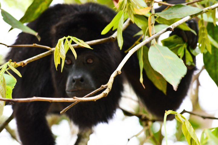 Howler Monkey