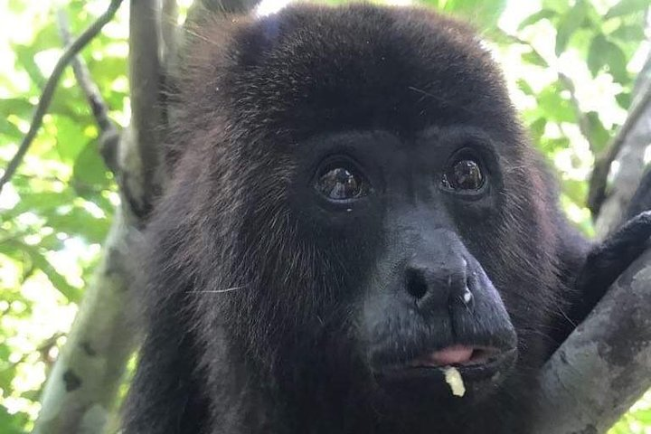 Cave tubing Paradise and Baboon Sanctuary  - Photo 1 of 12