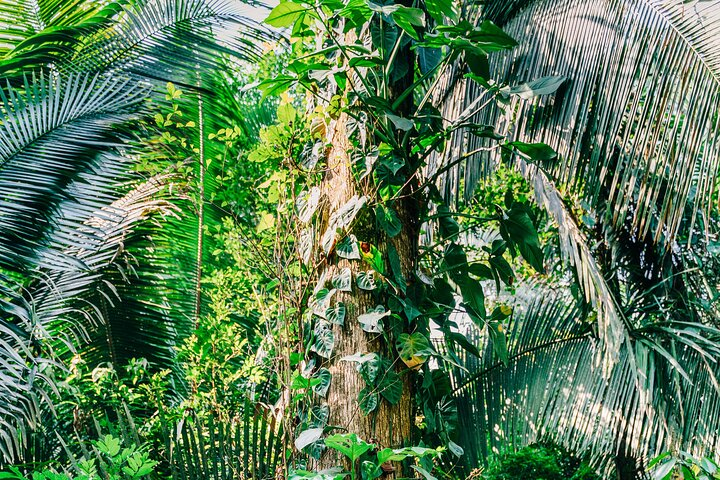 Rainforest at Cockscomb Basin 