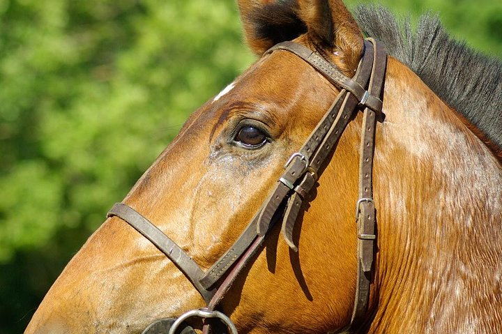 Horseback Riding in Hopkins - Photo 1 of 2