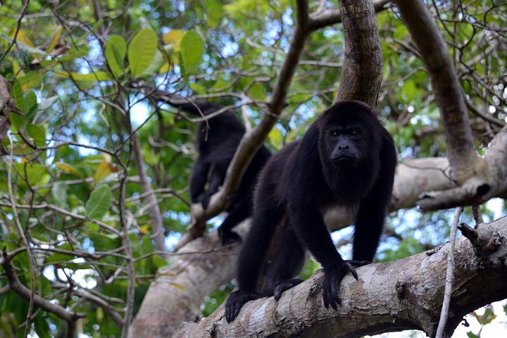 Howler Monkeys