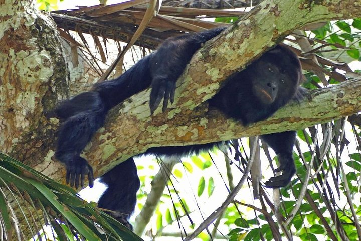 Monkey River Tour (with transportation from Hopkins) - Photo 1 of 4