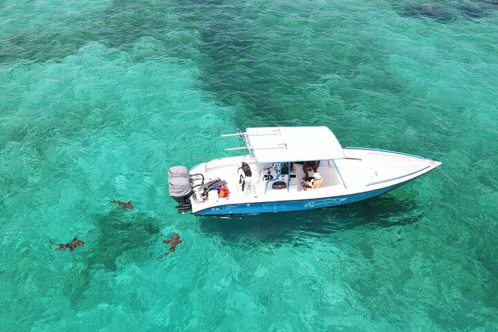 sharks swimming below
