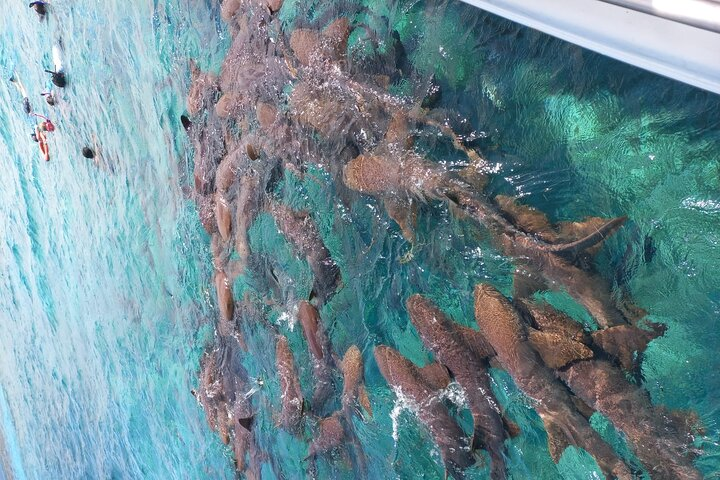 Nurse Sharks at Shark Ray Alley