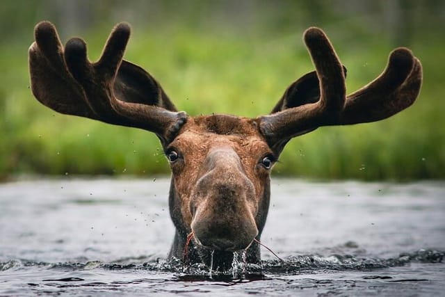 3 Day Moose Viewing Safari with Camping - Photo 1 of 16