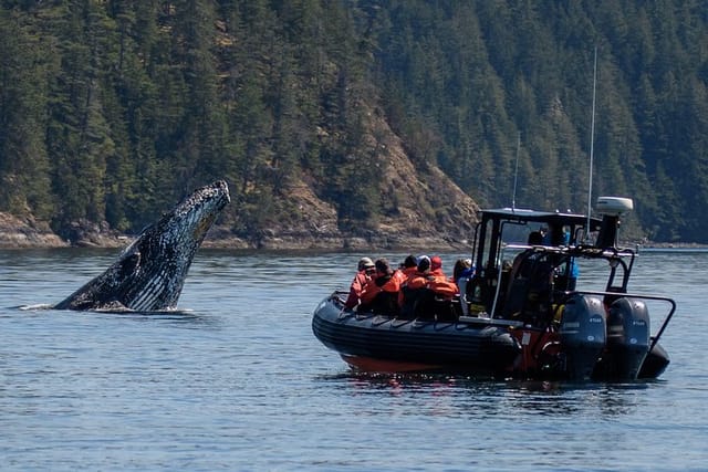 4 Hour Afternoon Whale Watching Tour - Photo 1 of 7