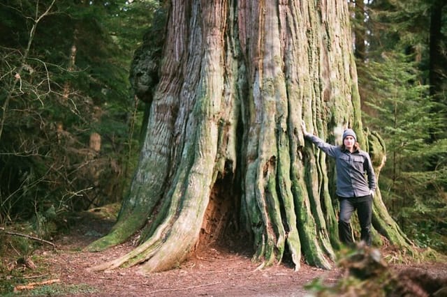 Ancient Trees of Vancouver Walking Tour - Photo 1 of 4