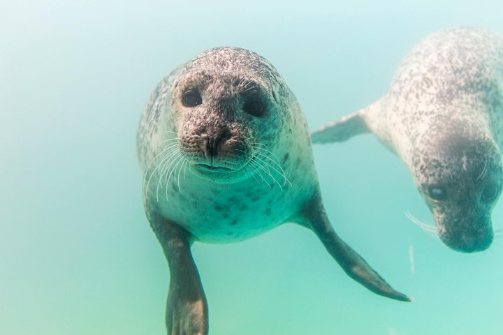 Seals