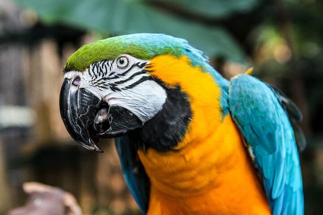 Learn about Macaws and other bird