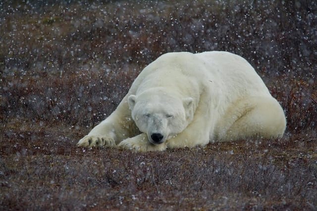 Classic 5 Night Churchill Polar Bear Adventure - Photo 1 of 10