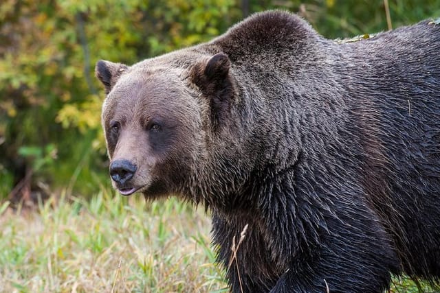 Discover Grizzly Bears from Banff - Photo 1 of 9