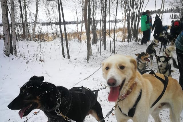 Dog Sledding - Photo 1 of 3