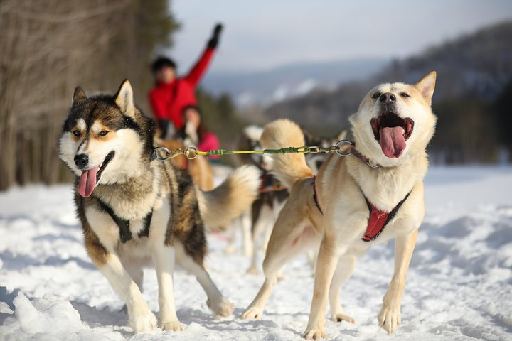 Dogsled Adventure in Mont-Tremblant - Photo 1 of 9