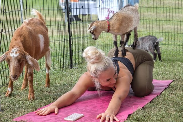 Goat Yoga and Wine Tasting - Photo 1 of 15