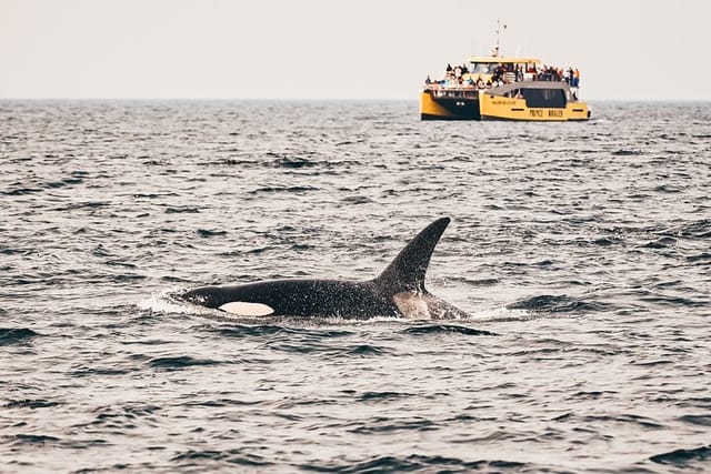 Orca and Salish Sea Catamaran